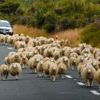 Of Kiwis and other such New Zealand oddities