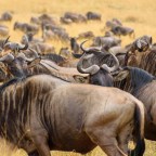 Should I Do a Self-drive Safari?