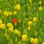 MeFOTO Aluminum Backpacker Tripod