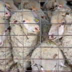 Ona, Winky, Grub and Sheep Shearing